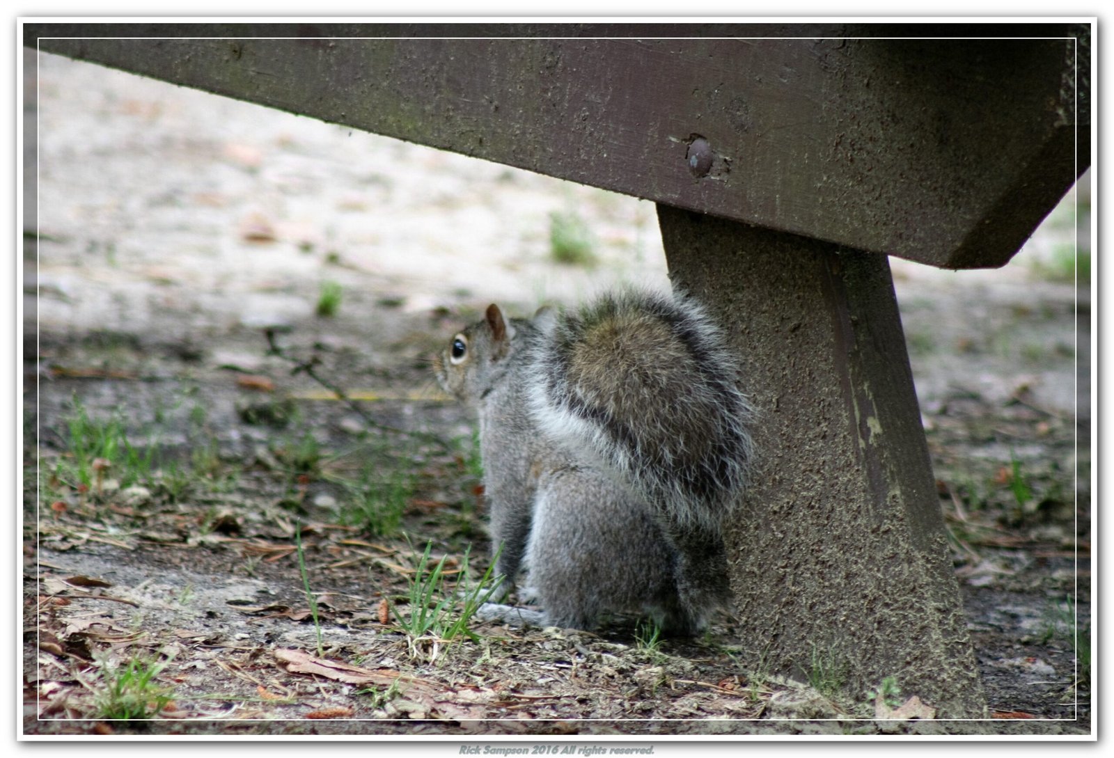 Gray Squirrel by Picnic table at Shawme Crowell State Forest Camp Ground