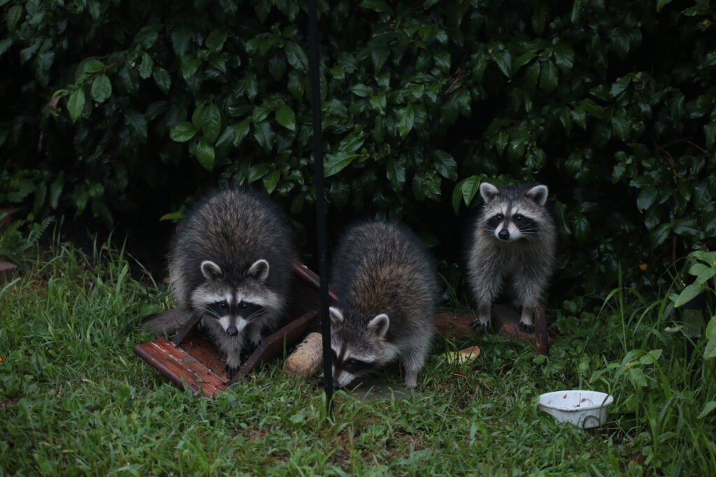 Three Amigos, three raccoons raiding a Squirrel feeder
